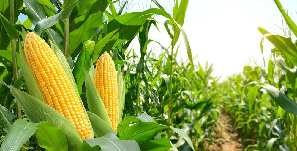 corn cobs in plantation field