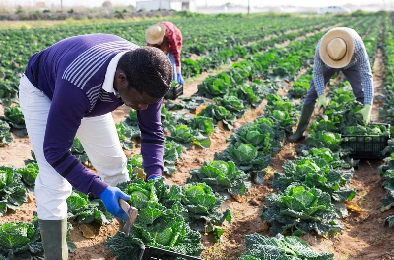 focused african farmers in field harvesting cabbage on sunny day
